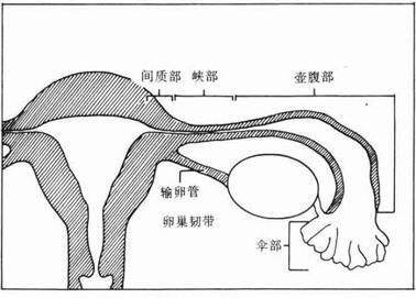 输卵管究竟有多细?一言不合就堵了