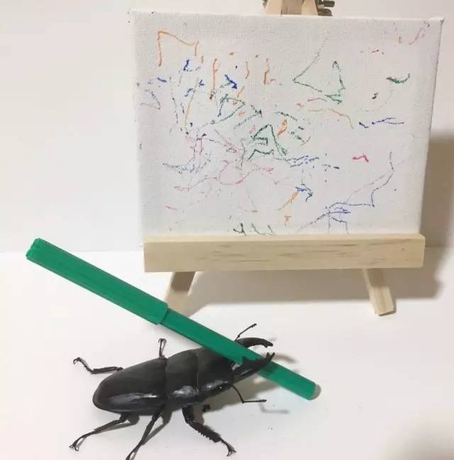 妹子养了只甲虫,它却成为画家,作品拍两千多元!
