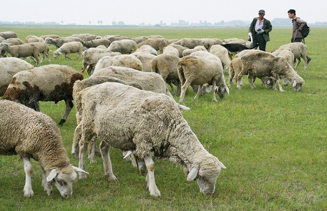 俄罗斯畜牧展:科学化养殖是俄畜牧业发展的引擎