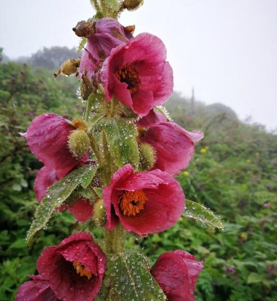 高黎贡山首次发现植物绿绒蒿 名列云南八大名花