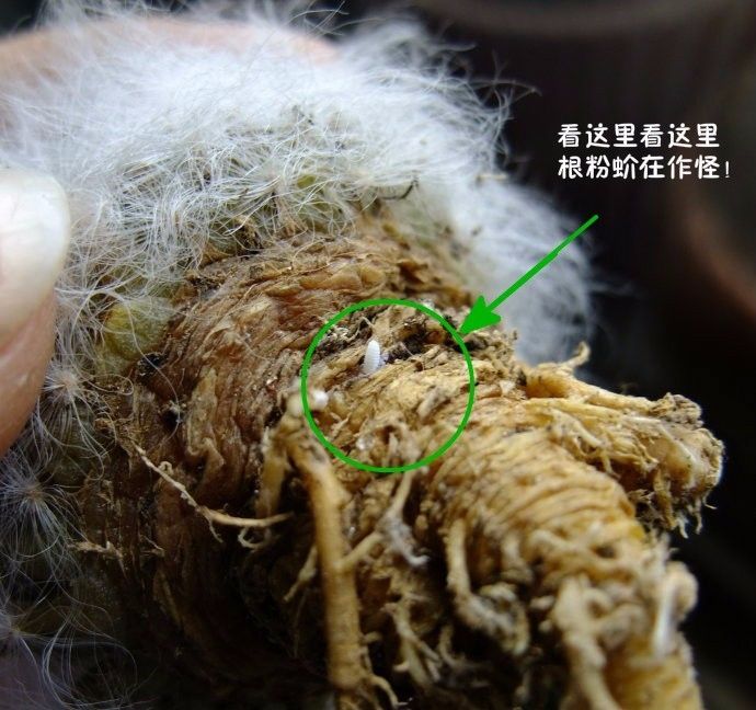 论灭杀根粉蚧壳虫的四种方法!