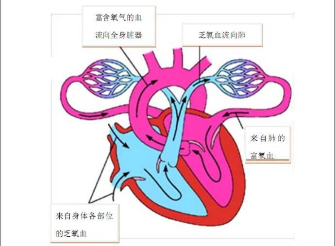 肺心病形成的原因及症状有什么