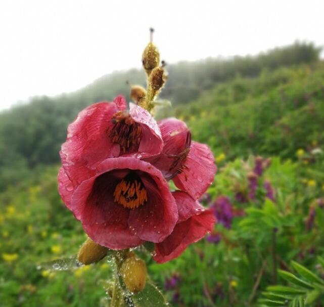 高黎贡山首次发现植物绿绒蒿 名列云南八大名花