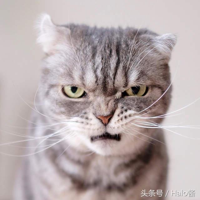 随时在生气的霸气总裁猫,看起来很不爽也是萌啊!