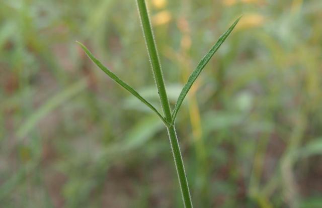 柳叶马鞭草:紫色花儿我来问,花开为何不见叶