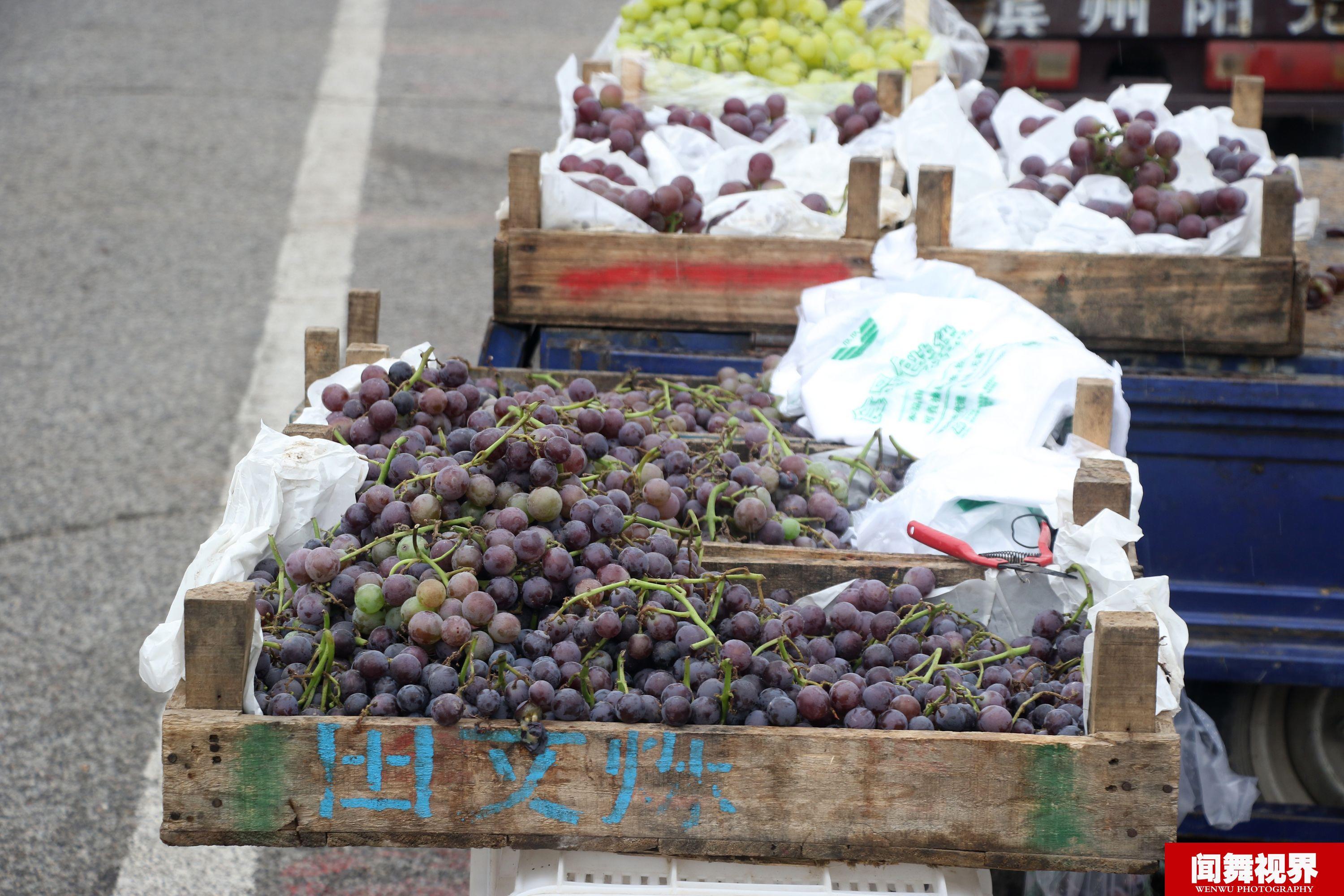 在山东滨州农村大集上无籽葡萄3块钱一斤,不过购买的顾客并不多,摆摊