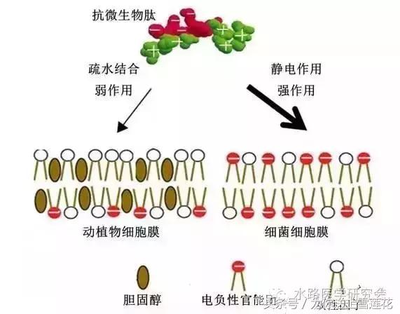 新发现超级细菌克星水路医学