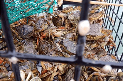 加拿大螃蟹泛滥成灾，专为华人开拓新旅游项目！ - 5