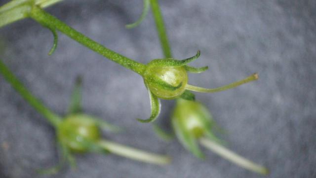 泽珍珠菜爱上草地身高一掌白花丛丛