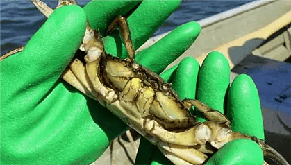 加拿大螃蟹泛滥成灾，专为华人开拓新旅游项目！ - 2