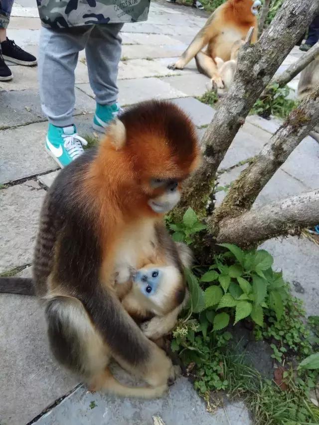 神农架探秘 邂逅大山深处的精灵—金丝猴