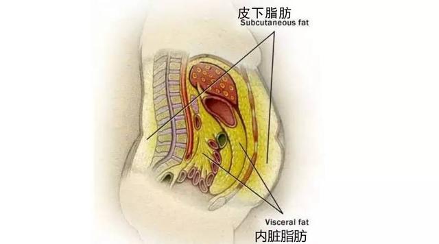 内脏脂肪怎么减?教你3招,轻松刷脂!