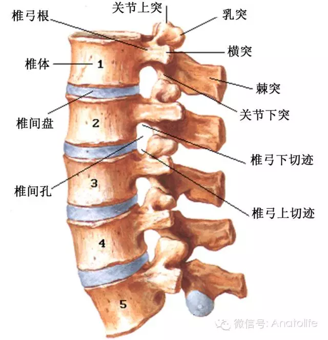 甘肃省中医院 针刀医学临床与精细解剖综合班 腰椎椎弓根切断,显示后