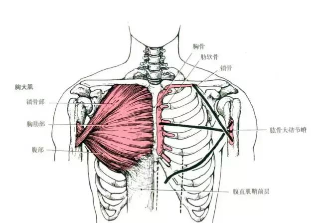 男人胸肌大是一种什么样的体验?完美胸肌解决方案