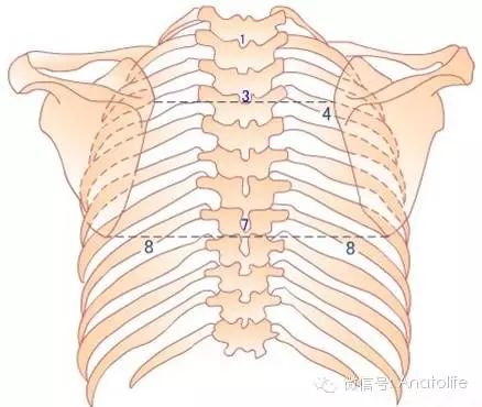 珍藏版脊柱解剖的基本要点