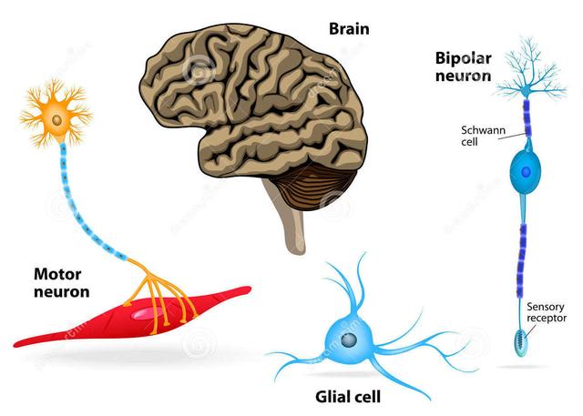 皮质锥体束的慢性进行性变性疾病,临床上上下运动神经元受损