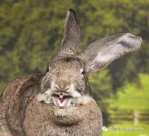 巨型花明兔有着一双大大的耳朵和一条又长又大的尾巴,耳朵长度最少有