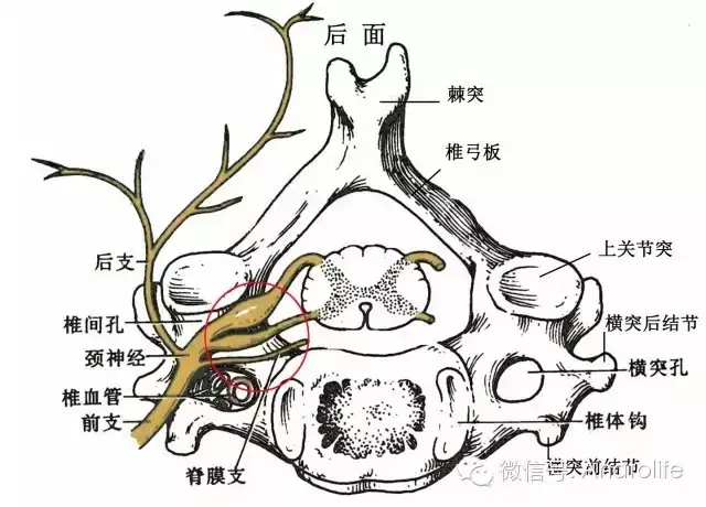 珍藏版脊柱解剖的基本要点