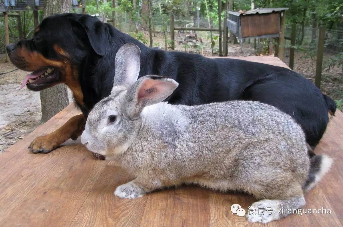 它,体重可达13公斤,是兔子家族的巨无霸
