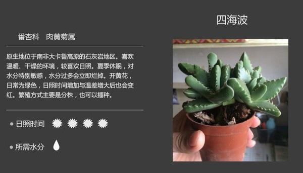 整理了55个多肉植物详解喜欢多肉的可以收藏图