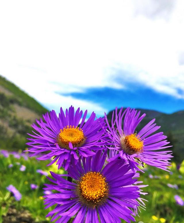 高原上的格桑花