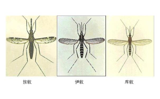 蚊子对人体的危害及防治方法!专家详解