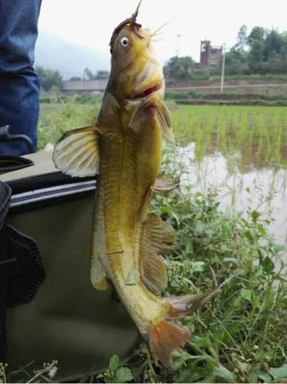 黄颡鱼刺伤怎么办