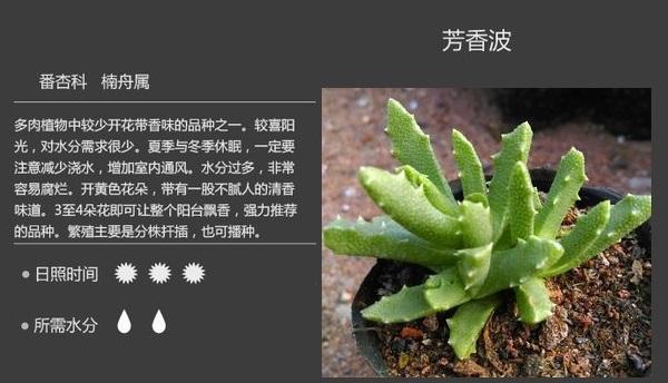 整理了55个多肉植物详解喜欢多肉的可以收藏图