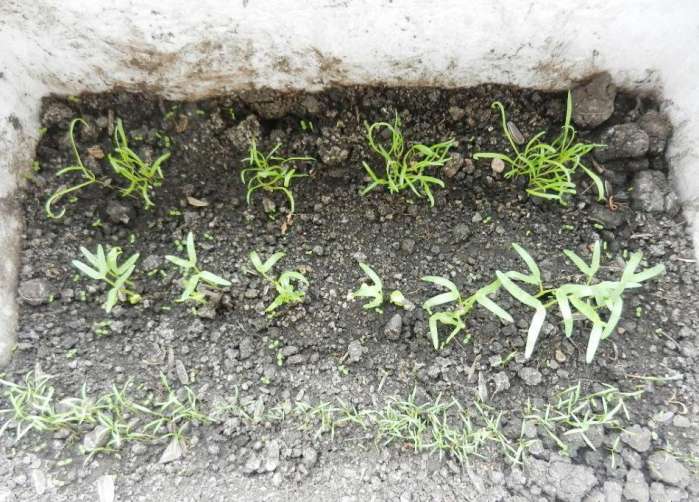 阳台种菜在家这样种植空心菜易种易活