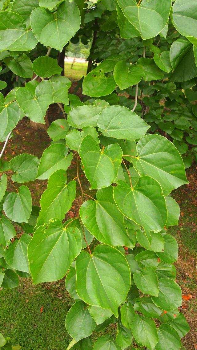 紫荆:繁花裹满枝,不要绿叶衬