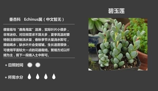 整理了55个多肉植物详解喜欢多肉的可以收藏图