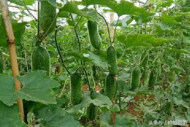 这个方法种植节瓜能让你的生活节节高