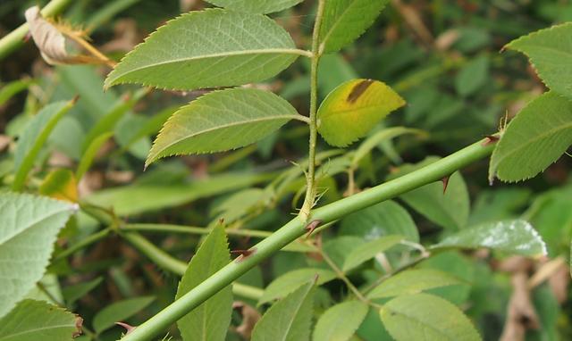 野蔷薇 篦齿托叶倒钩刺,呈束花柱白花瓣