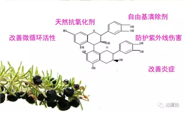 原花青素对人体的好处