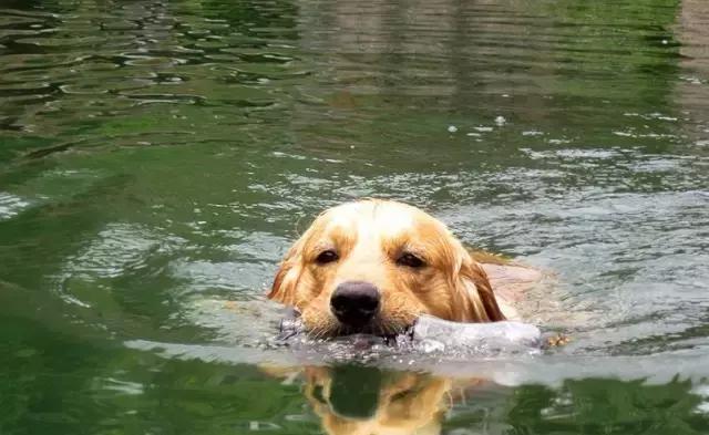 让它们的游泳成绩始终名列狗界前茅,金毛对游泳的喜爱不是勉强而是