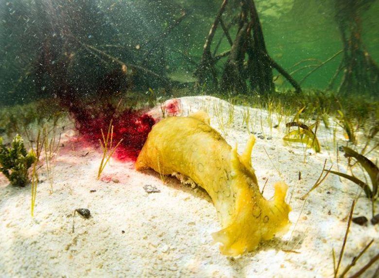 海滩发现奇怪生物水里蠕动,让人忍不住要掰开查看