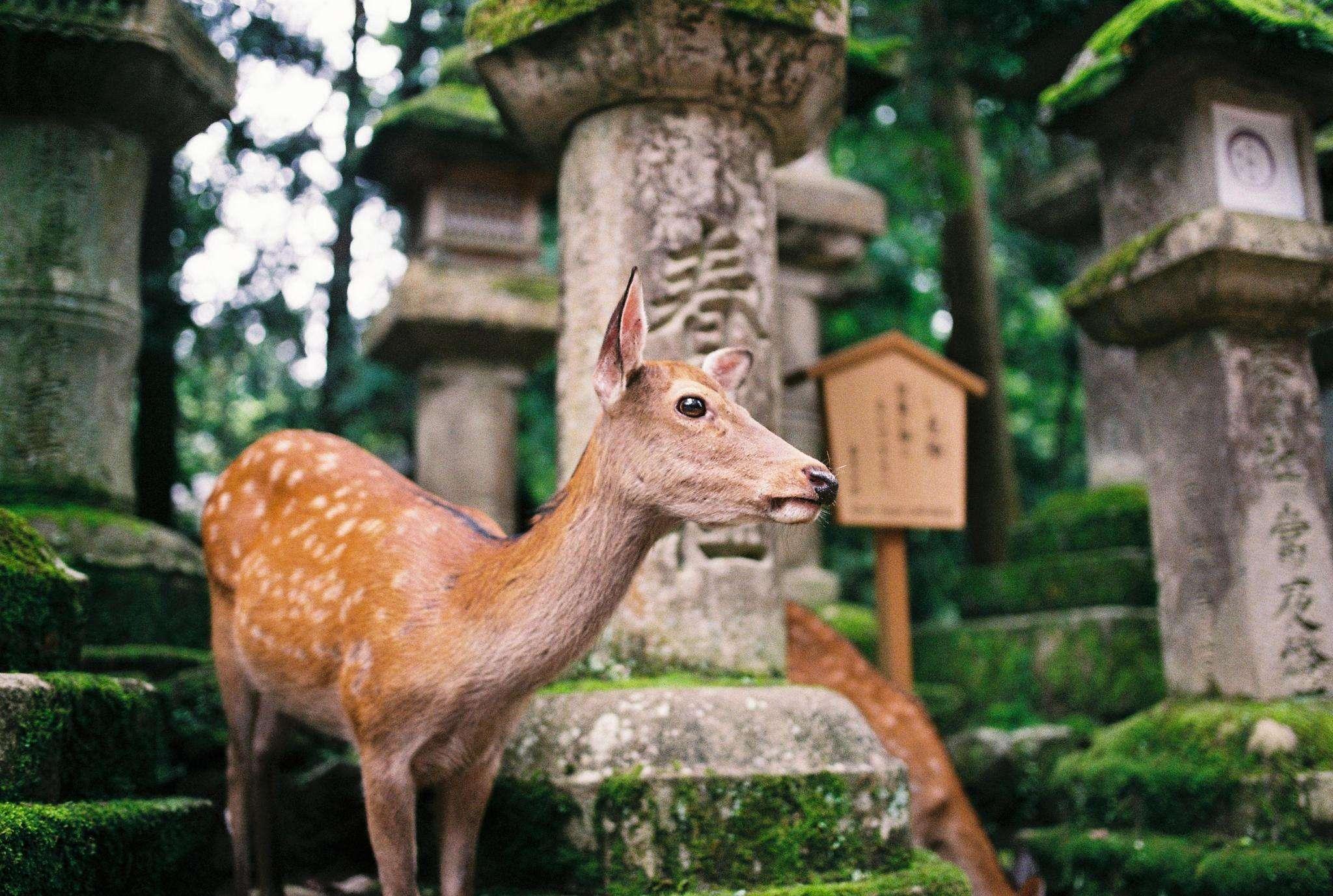 日本鹿