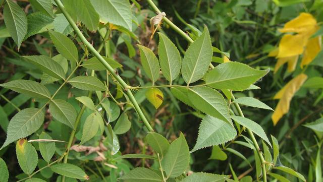 野蔷薇: 篦齿托叶倒钩刺,呈束花柱白花瓣