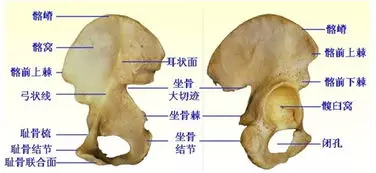 其前端的突起称髂前上棘,其后端的突起称髂后上棘,左右髂嵴的最高点