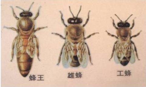 蜂什么突成语_蜂子图片大全叫什么蜂(2)