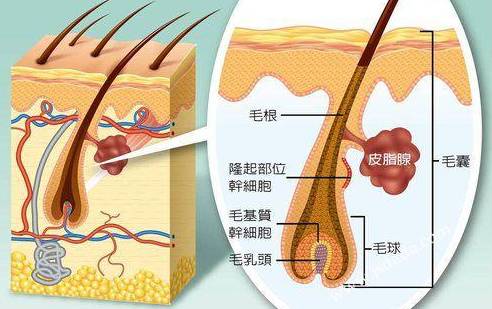 脱不脱发竟跟它有关系!90%的人都不知道!