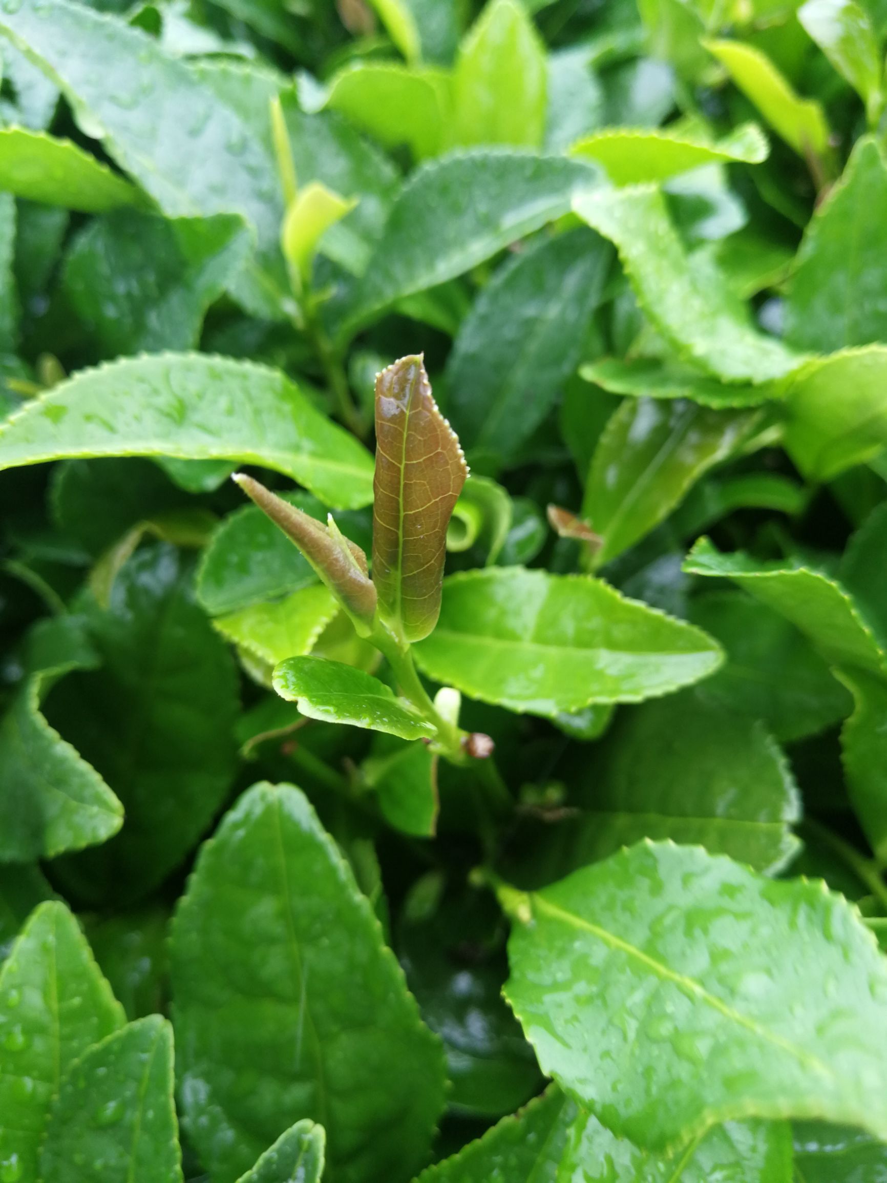 来到日照青的故乡看到了雨中茶田的奇美景色