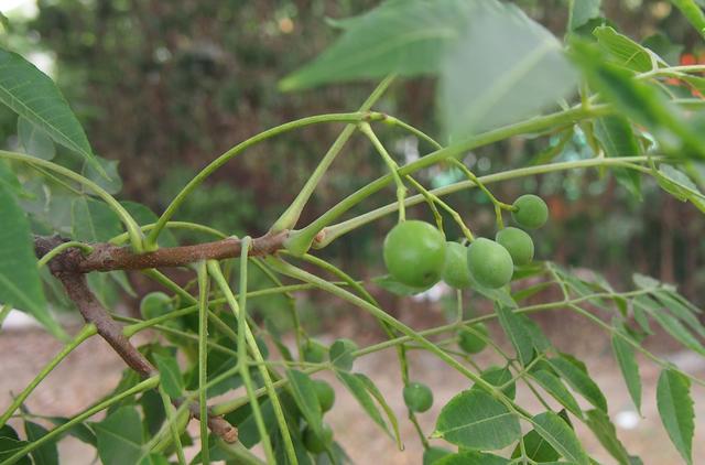 楝:紫管花儿圆豆豆,杀虫治癣有一手