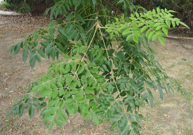 楝紫管花儿圆豆豆杀虫治癣有一手