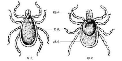 怎样治狗狗身上的硬蜱?