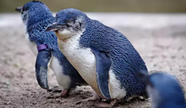 奥玛鲁是蓝企鹅栖息地,蓝企鹅也叫"神仙企鹅",身高低于30厘米,体重约