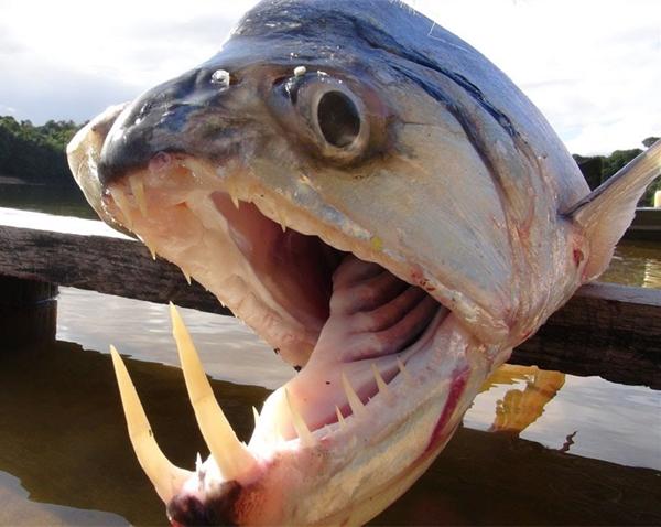 男子野外河流捕获恐怖怪鱼,可怕獠牙让人望而生畏