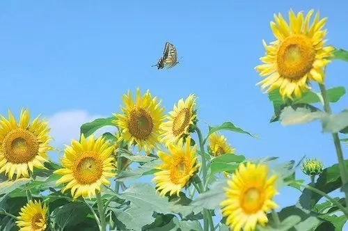 早安心语:坚强向上,靠近阳光