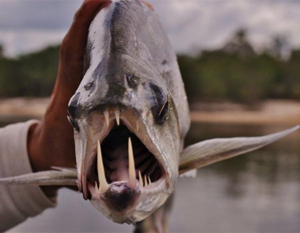 男子野外河流捕获恐怖怪鱼,可怕獠牙让人望而生畏