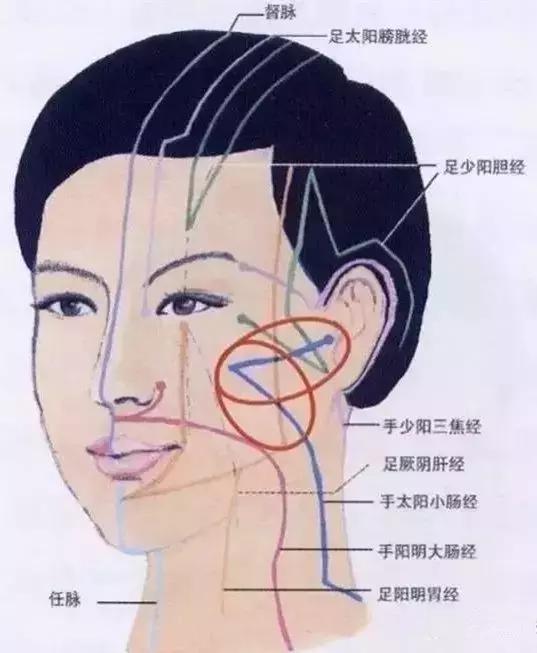 人体的面部巡行的经络有9条